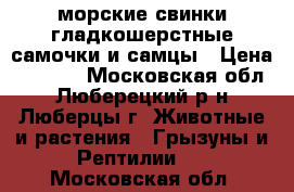 морские свинки гладкошерстные самочки и самцы › Цена ­ 1 000 - Московская обл., Люберецкий р-н, Люберцы г. Животные и растения » Грызуны и Рептилии   . Московская обл.